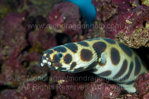Magnificent snake eel