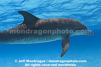 Spotted Dolphin