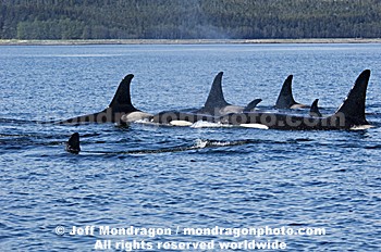Killer Whales