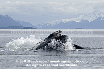 Humpback Whale Lunge-Feeding