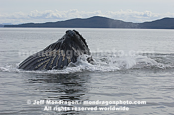 Humpback Whale Lunge-Feeding