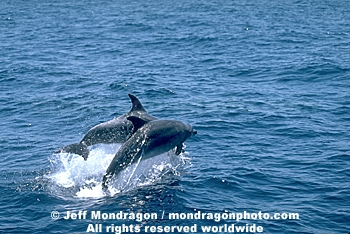 Common Dolphin