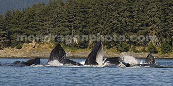Humpback Whales