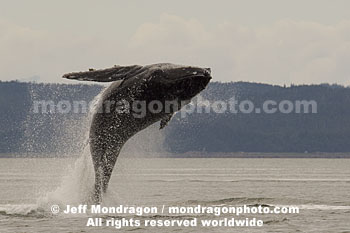 Humpback Whale Breach