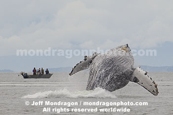Humpback Whale Breach