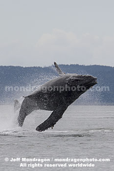 Humpback Whale Breach