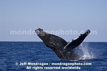 Humpback Whale Breach
