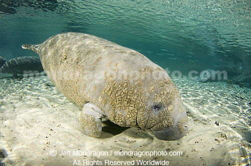 West Indian Manatee