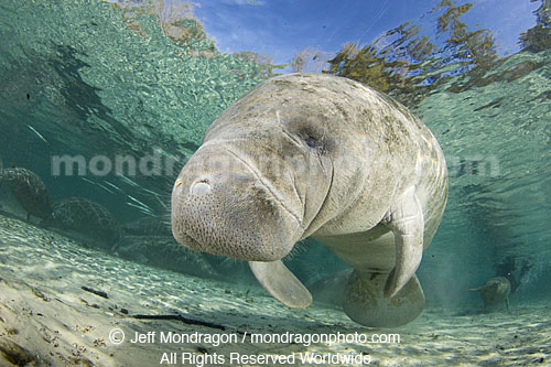 West Indian Manatee