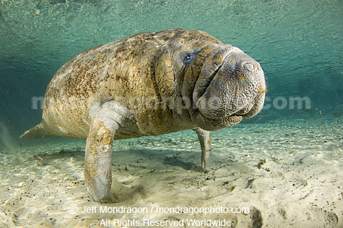 West Indian Manatee