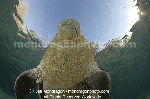 West Indian Manatee