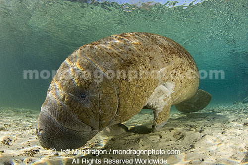 West Indian Manatee