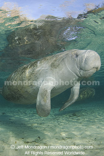 West Indian Manatee