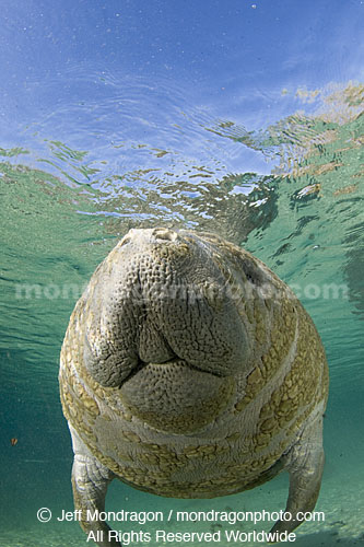 West Indian Manatee