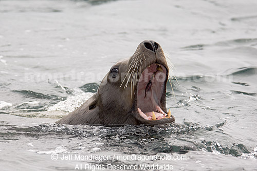 Steller (or northern) Sea Lion