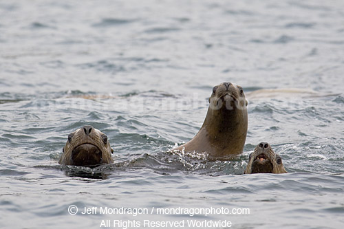 Steller (or northern) Sea Lions