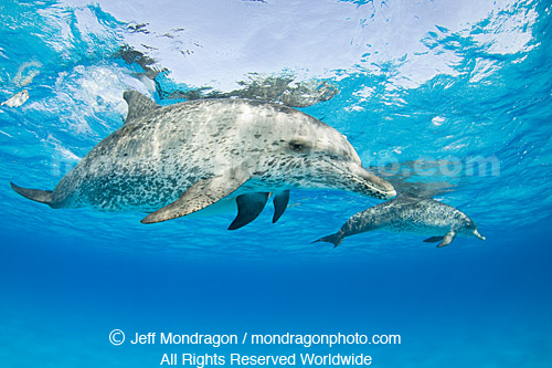 Spotted Dolphins