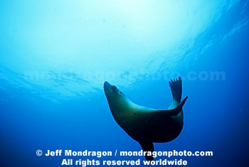 California Sea Lions