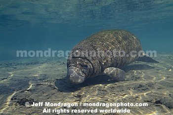West Indian Manatee