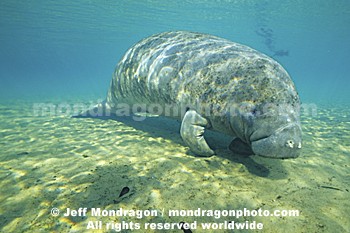 West Indian Manatee