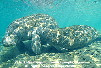 West Indian Manatee