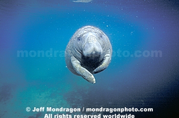 West Indian Manatee