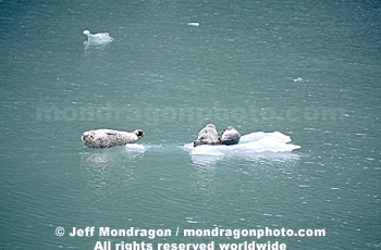 Harbor Seals on Iceberg