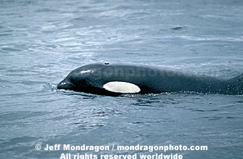 Killer Whale