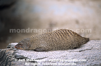 Banded Mongoose