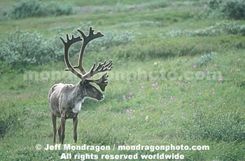 Caribou