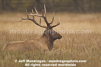 Bull Elk