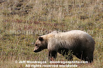 Grizzly Bear