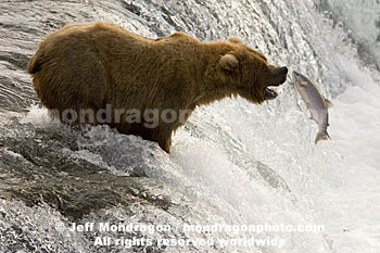 Brown (Grizzly) Bear