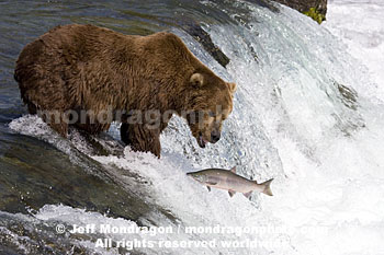 Brown (Grizzly) Bear