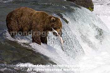Brown (Grizzly) Bear