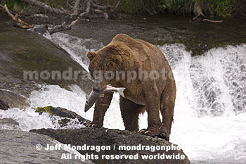 Brown (Grizzly) Bears
