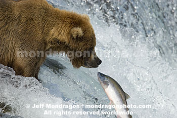 Brown (Grizzly) Bear