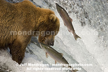 Brown (Grizzly) Bear