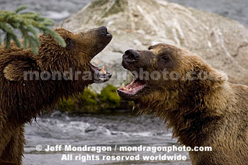 Brown (Grizzly) Bears