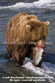 Brown (Grizzly) Bear