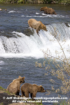 Brown (Grizzly) Bears