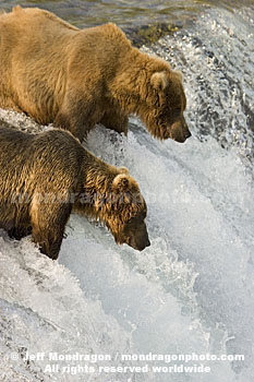 Brown (Grizzly) Bears