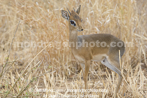 dik-dik