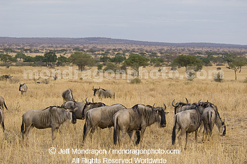 Blue Wildebeest