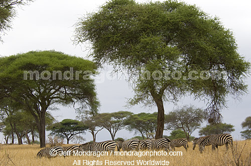 Plains zebras