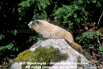 Hoary Marmot