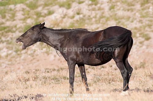 Wild Horse with mouth open