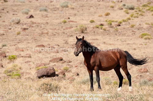 Wild Horse