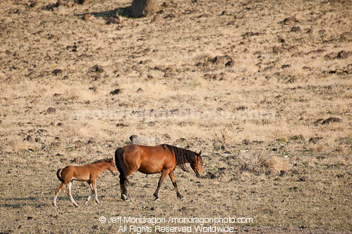 Wild Horse Mare with Foal