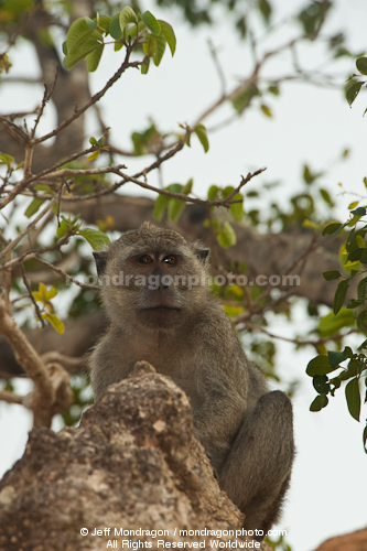 Nicobar Long-tailed Macaque